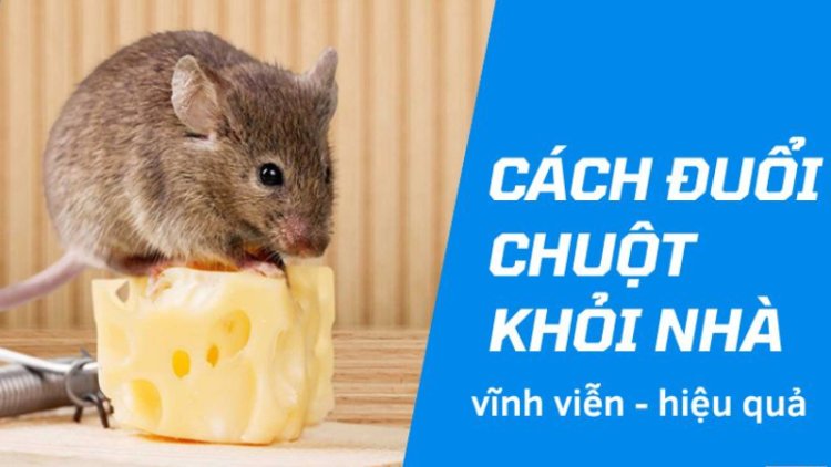 Mẹo Đuổi Chuột Trong Nhà Hiệu Quả nên Áp Dụng